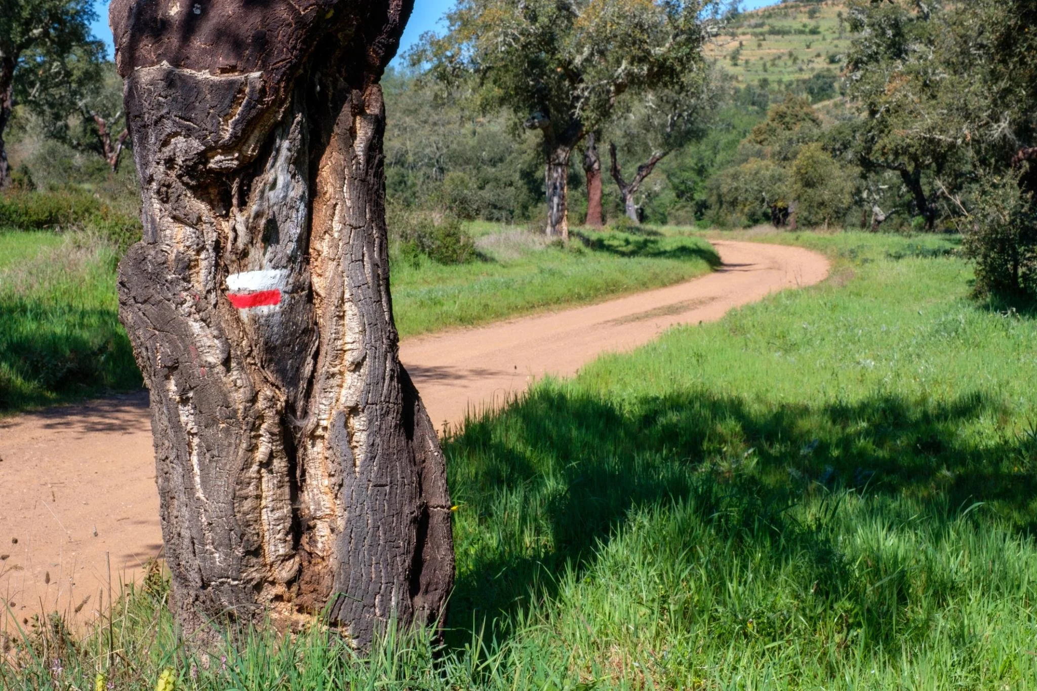 historical-way-marker-cork-oaks-rota-vicentina.jpg