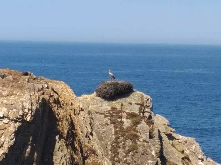 white-storks-nesting-fishermens-trail-costa-vicentina.jpg