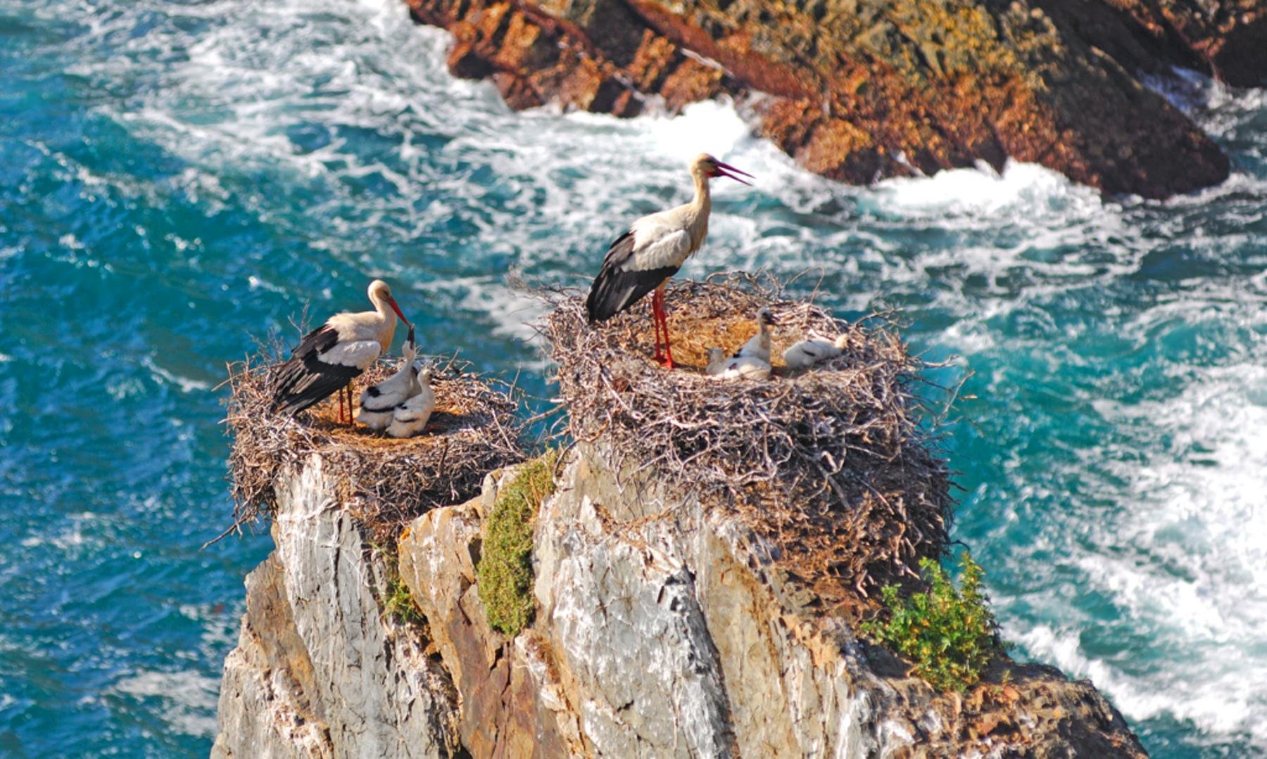 white-storks-cabo-sardao-fishermens-trail-portugal.jpg