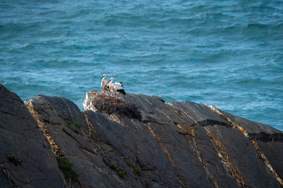 white-storks-nesting-costa-vicentina-portugal.jpg