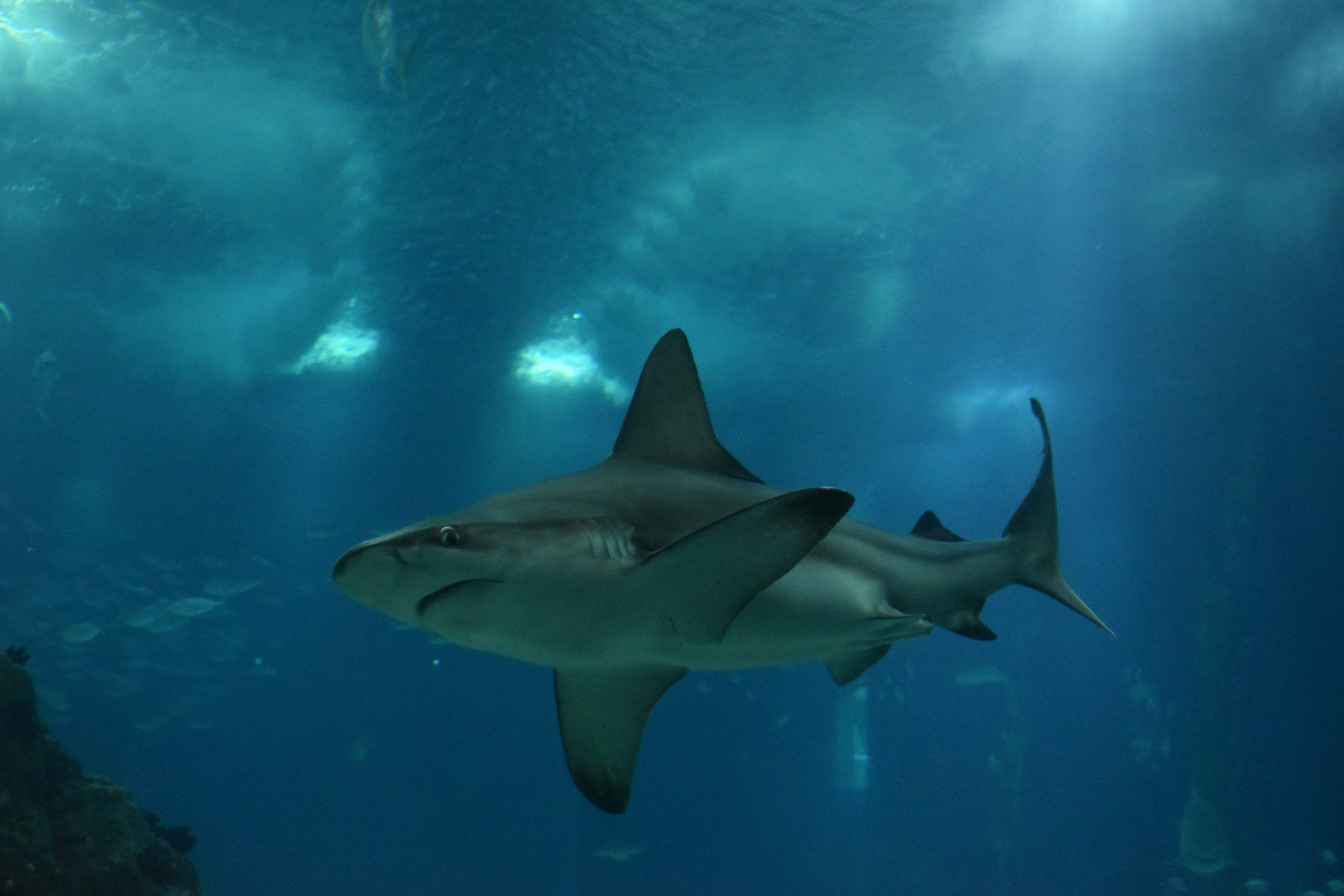 Visitors watching the giant central tank at the Oceanario de Lisboa, with a sunfish, rays and sharks drifting past.