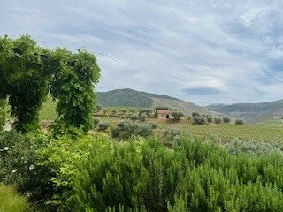 Douro Valley: Scenic View of Lush Green Vineyard with Rolling Hills and Partly Cloudy Sky.