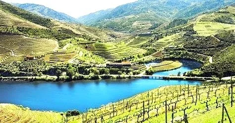 Vineyard landscape in the Douro Valley with river and rolling hills.