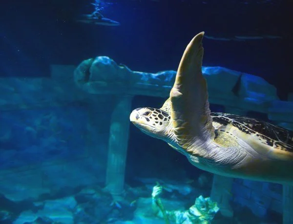 Sea Life Aquarium, Porto: Sea Turtle Swimming in Large Aquarium with lifelike Ancient Ruins in the Background.