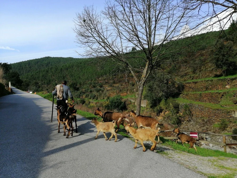 A shepherd walking with a herd of goats on a rural road in the Estrela Mountains, surrounded by trees and terraced hills.