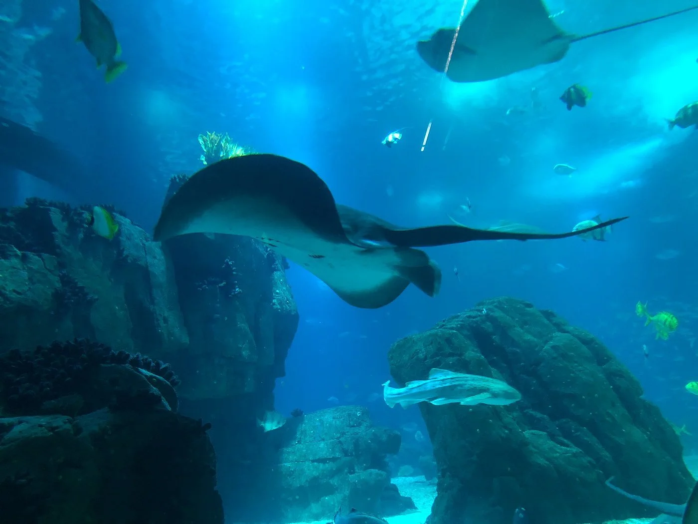 Underwater scene with stingrays and fish swimming around rocks and coral at the Oceanário de Lisboa (Aquarium)