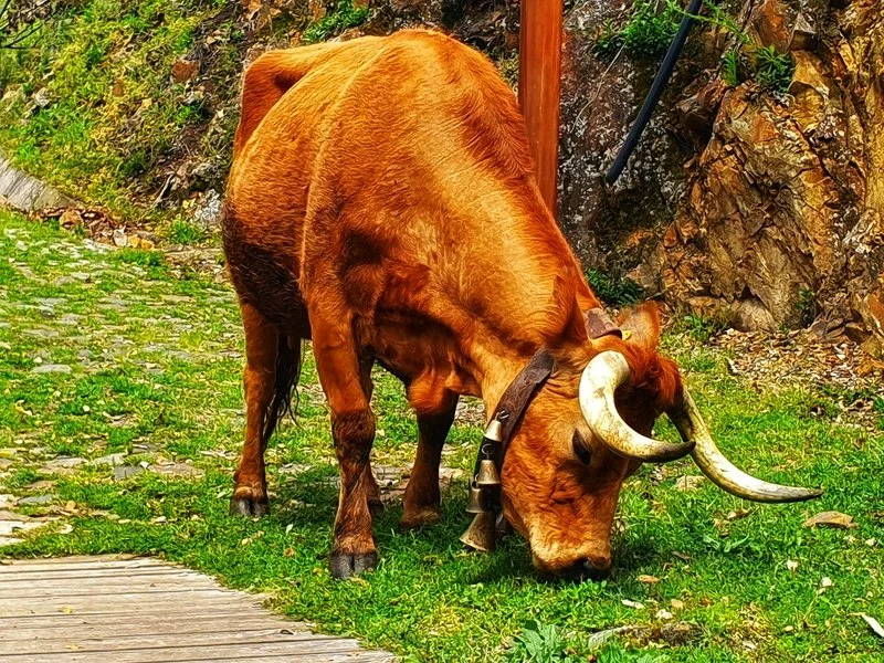 Red bull grazing on grass in the Paiva River region of Arouca National Park, Portugal, surrounded by natural scenery