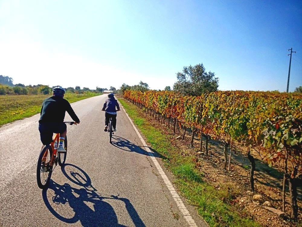 People cycling along a scenic road beside a vineyard in the Bairrada region, Portugal, under clear blue skies.
