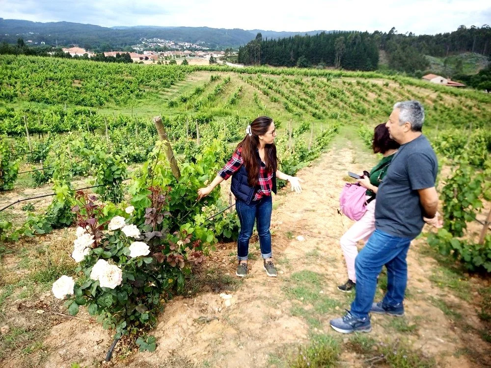 Visitors standing in a vineyard on the Dão Wine region, with lush green grapevines and white flowers in the foreground. The guide is gesturing while talking to two other individuals. Hills and trees are visible in the background.