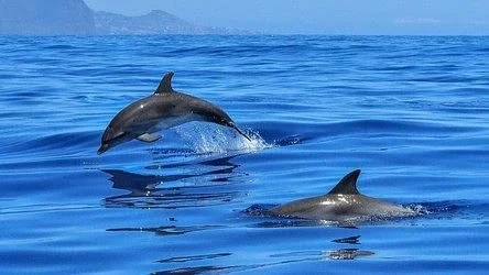 Dolphins jumping out of the water on the Setubal Private Dolphin Watching Tour