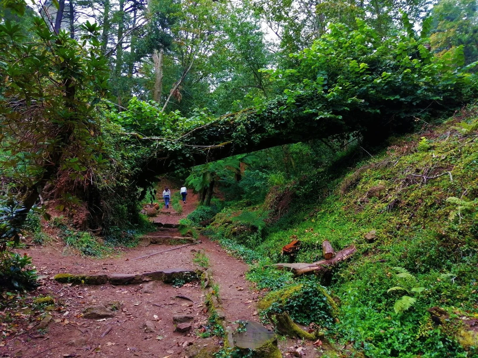 People walking on a forest trail in a lush, wooded area in the Bussaco Forest.