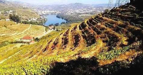 Terraced vineyard landscape overlooking the Douro River and distant town, under a clear sky.