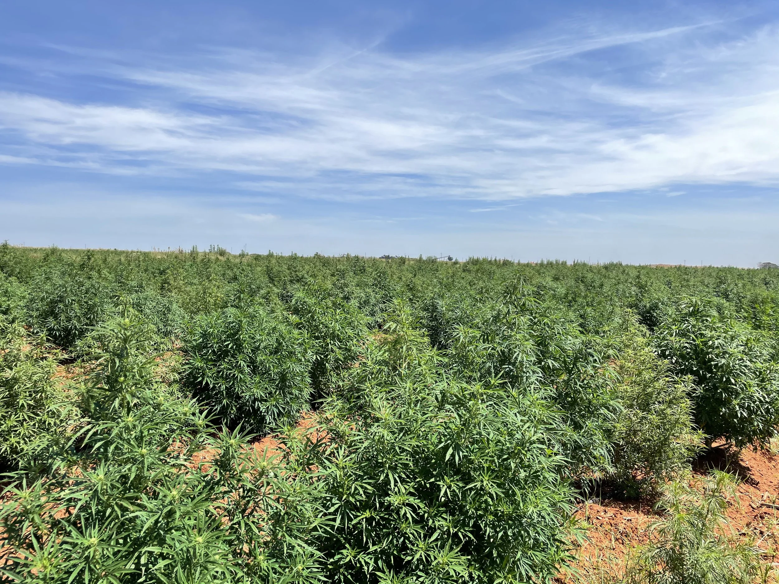 Plantations of Industrial Hemp in South Africa