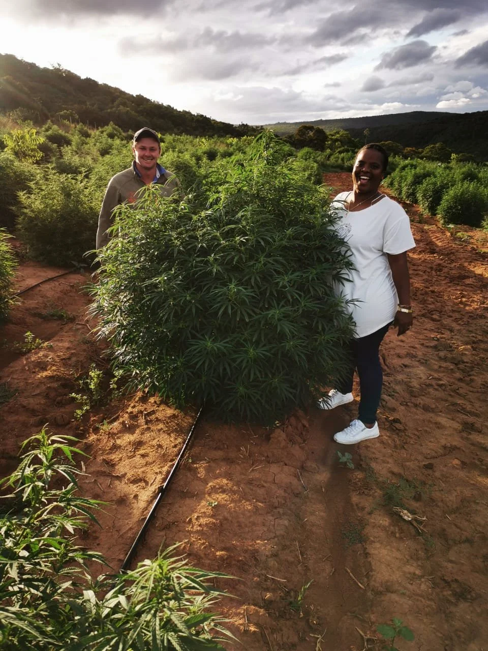 An Industrial Hemp Plant Growing in South Africa