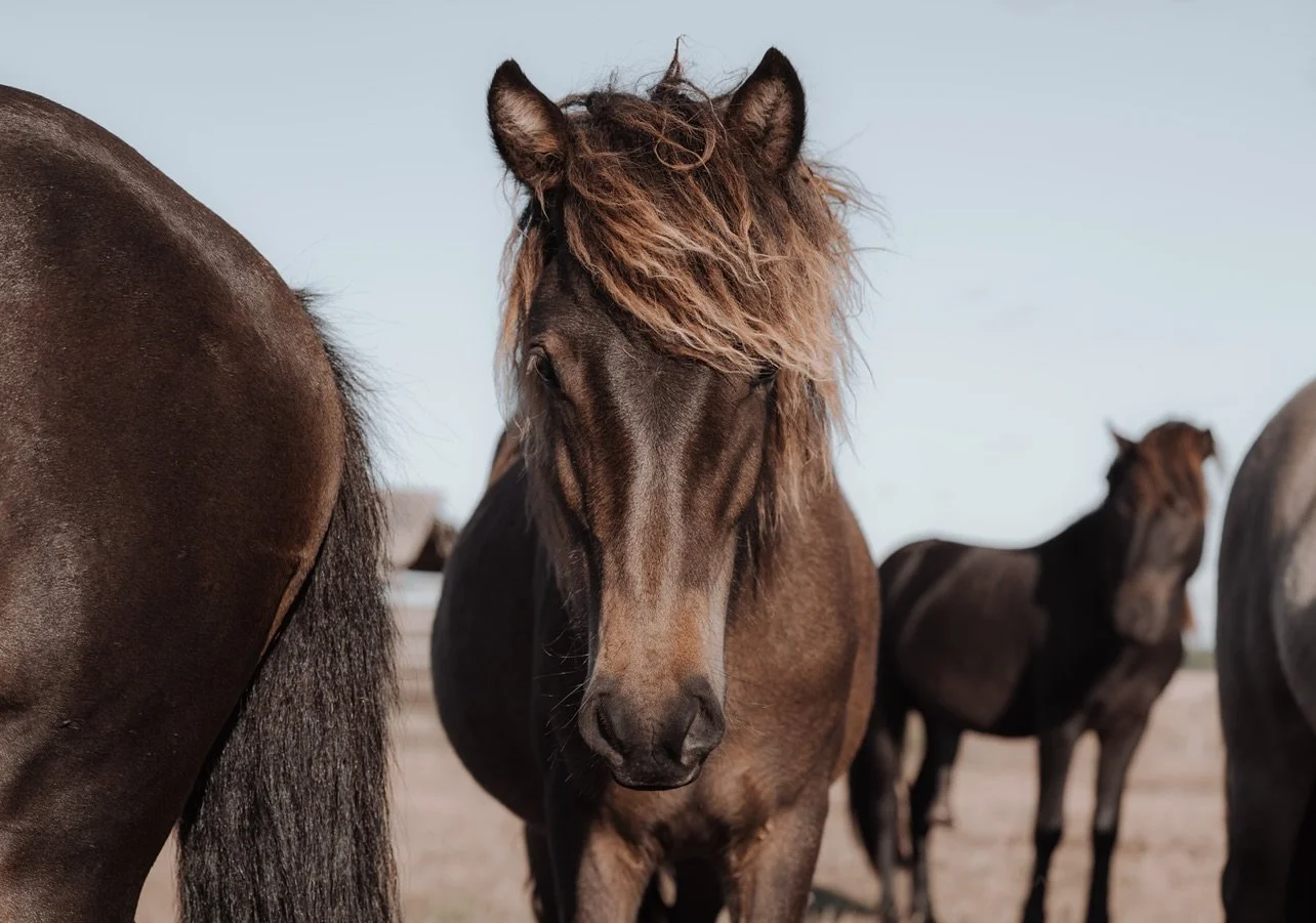 Abends, wenn die Pferde zur&uuml;ck in den Stall gehen, entsteht eine ganz eigene Stimmung. 🐎

F&uuml;r mich hie&szlig; das: kurz anhalten, Kamera greifen und diesen Moment festhalten.
Ungeplant, aber genau deswegen besonders. 📸

#horsephotography 