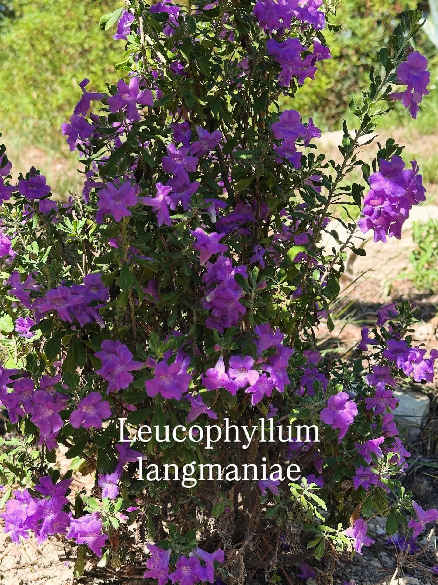 Leucophyllum langmaniae ou sauge du Rio Bravo.
Une championne de la r&eacute;sistance &agrave; l&rsquo;aridit&eacute; que l&rsquo;on rencontre dans les zones d&eacute;sertiques du Mexique et du Texas et qui est rustique jusqu&rsquo;&agrave; -10 &deg;