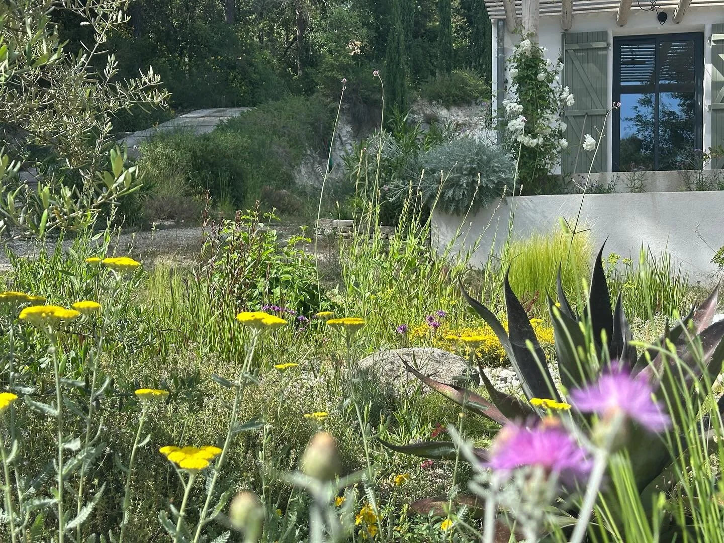 Le jardin du chameau au printemps #jardinsec #drygarden #landscapedesigner #lejardinduchameau
