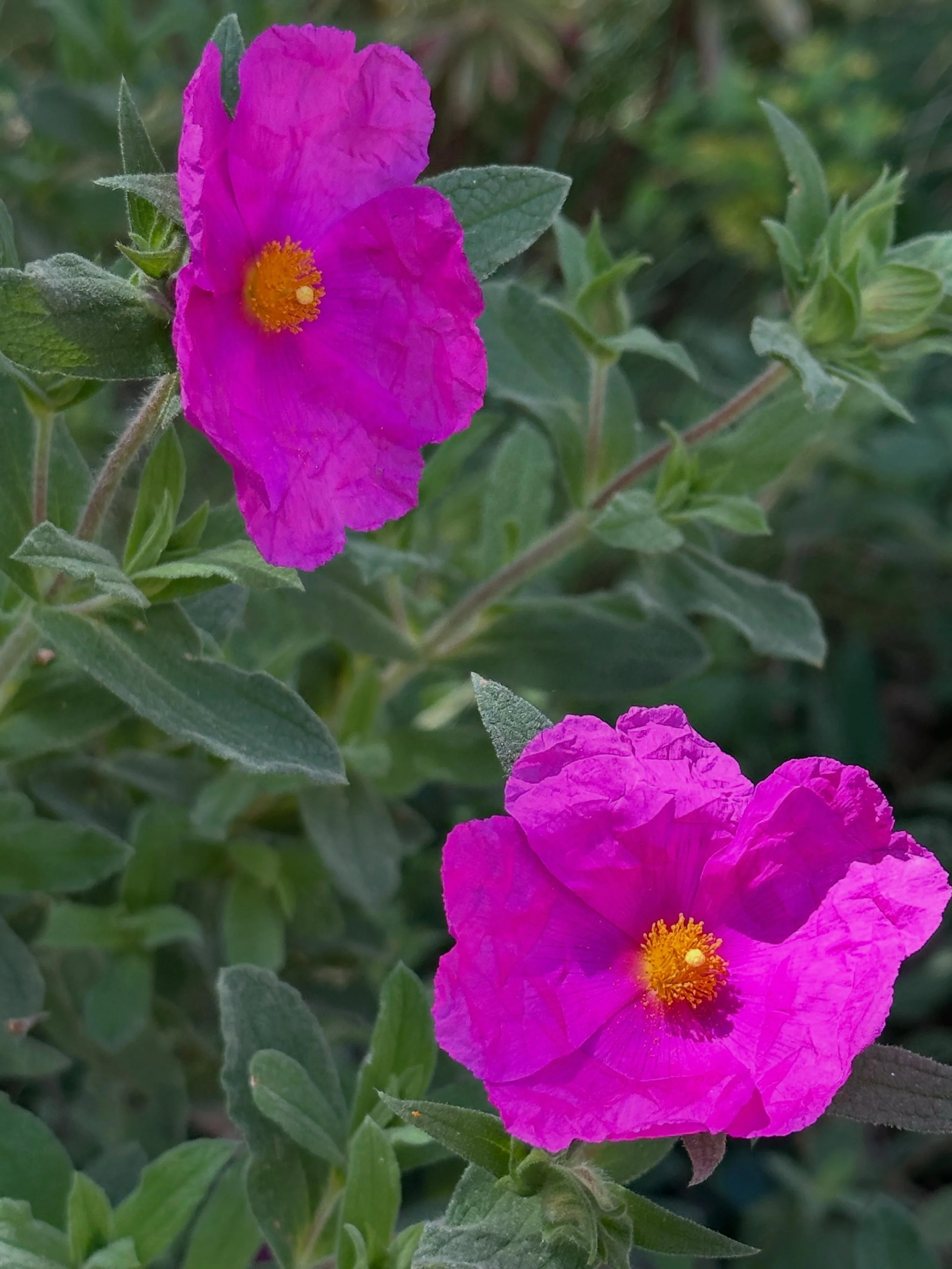 Au printemps, les cistes sont &agrave; l&rsquo;honneur au Jardin du Chameau. Une championne des terrains secs tout en d&eacute;licatesse.
1&amp;2: Cistus pulverulentus 3: Cistus Alan Fradd 4: Cistus salviifolius 5: Cistus purpureus
#jardinsec #drygar