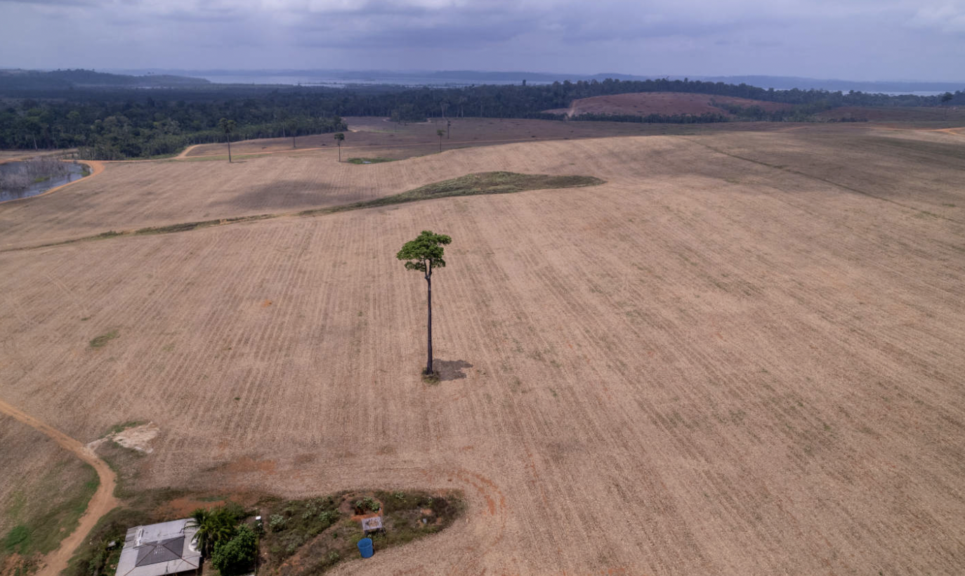 Brazil's Supreme Court Could Open the Door to Amazon Deforestation