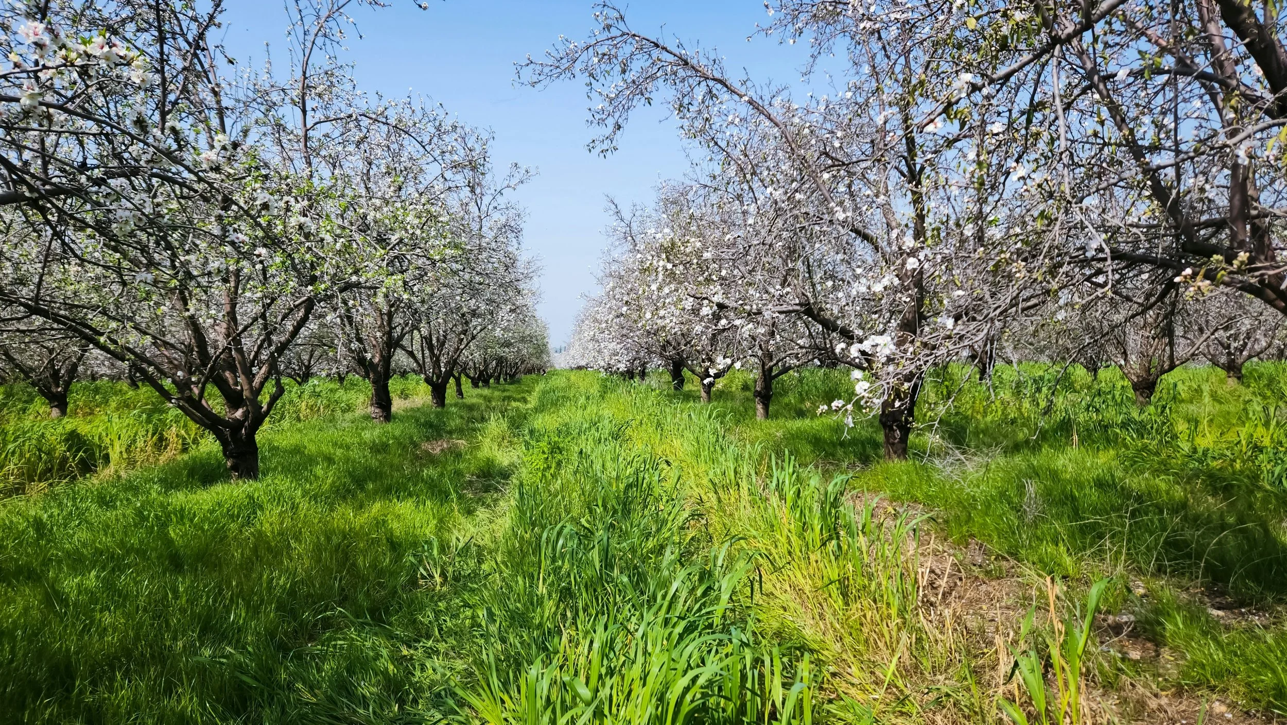 Blossom Weekend - 18th & 19th April