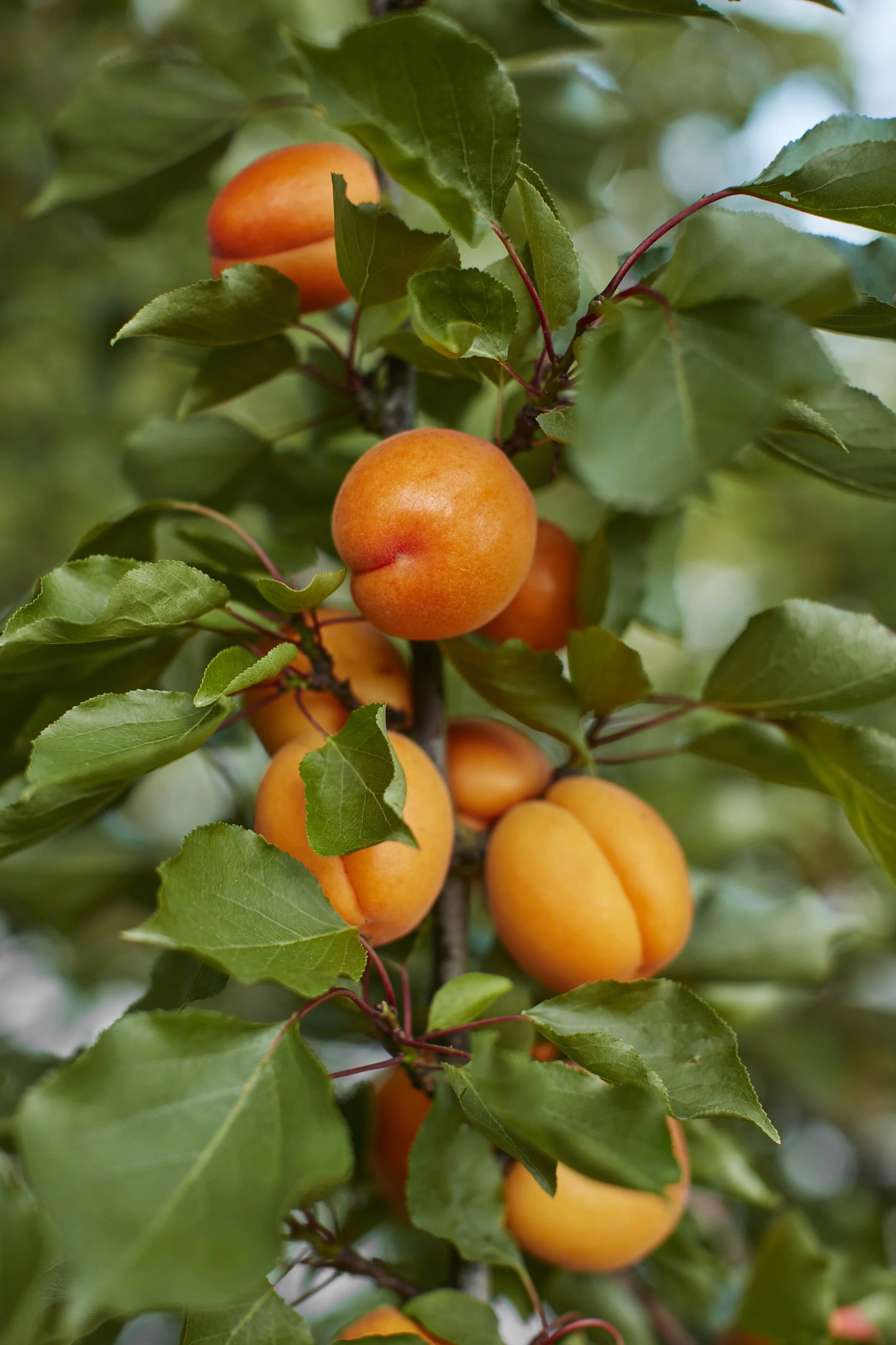 SOvenden_Apricots1.jpg