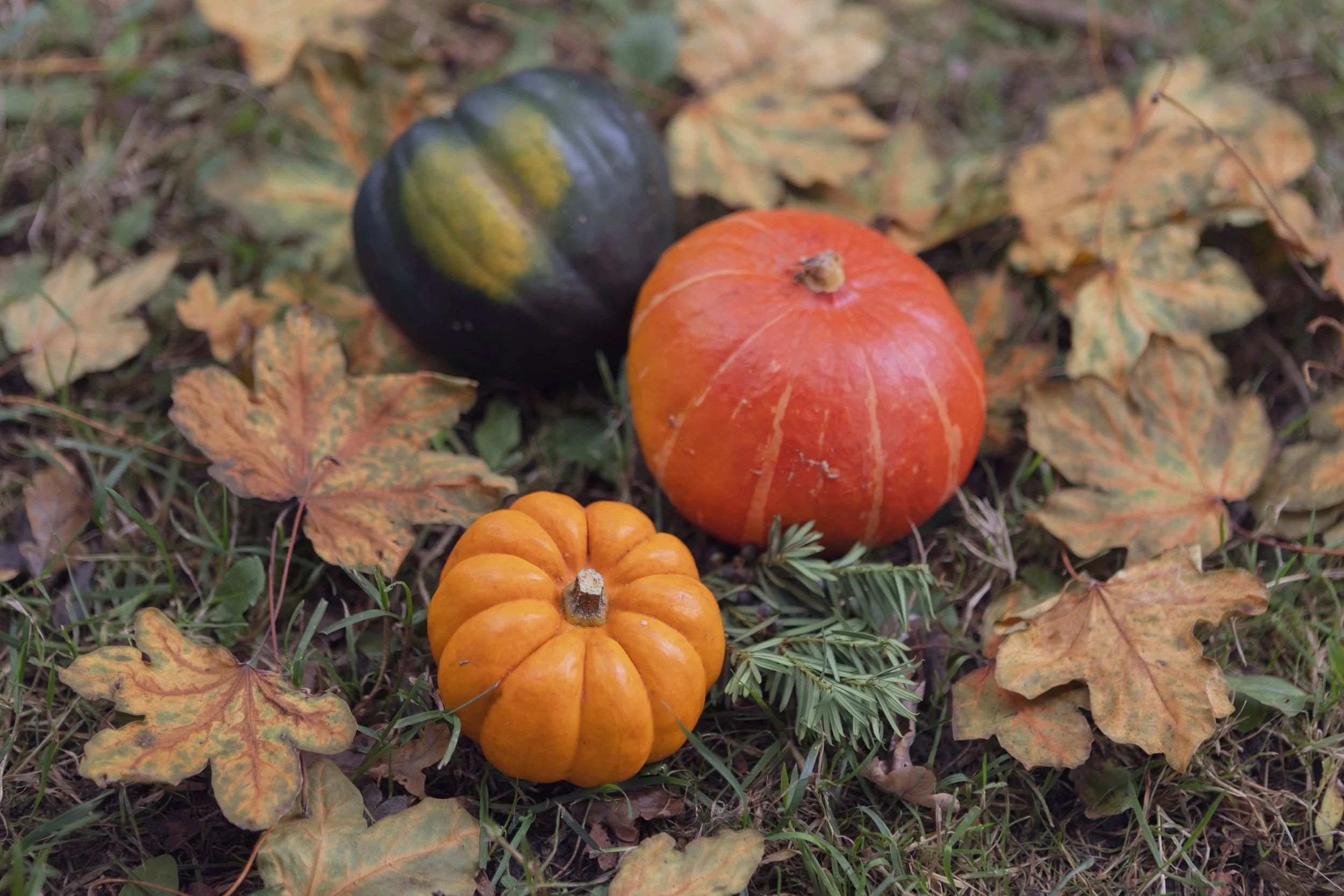 Three small edible squashes of varied colour, size and shape sit on grass with autumn leaves scattered around.