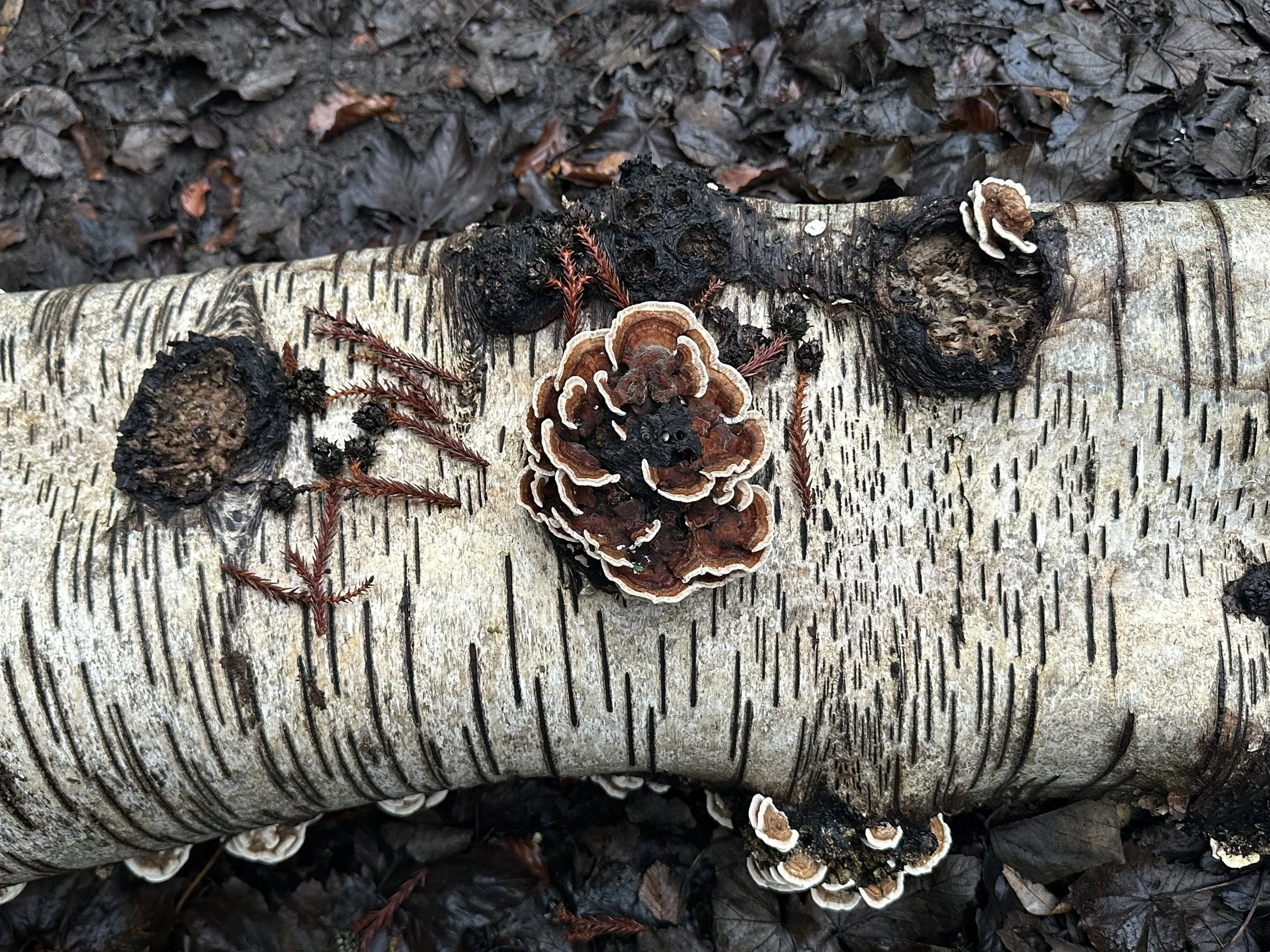 A fallen birch trunk with lined white bark. Rust-coloured fungi flowering from its edges and the holes left by old branches. In the background are wet autumn leaves.