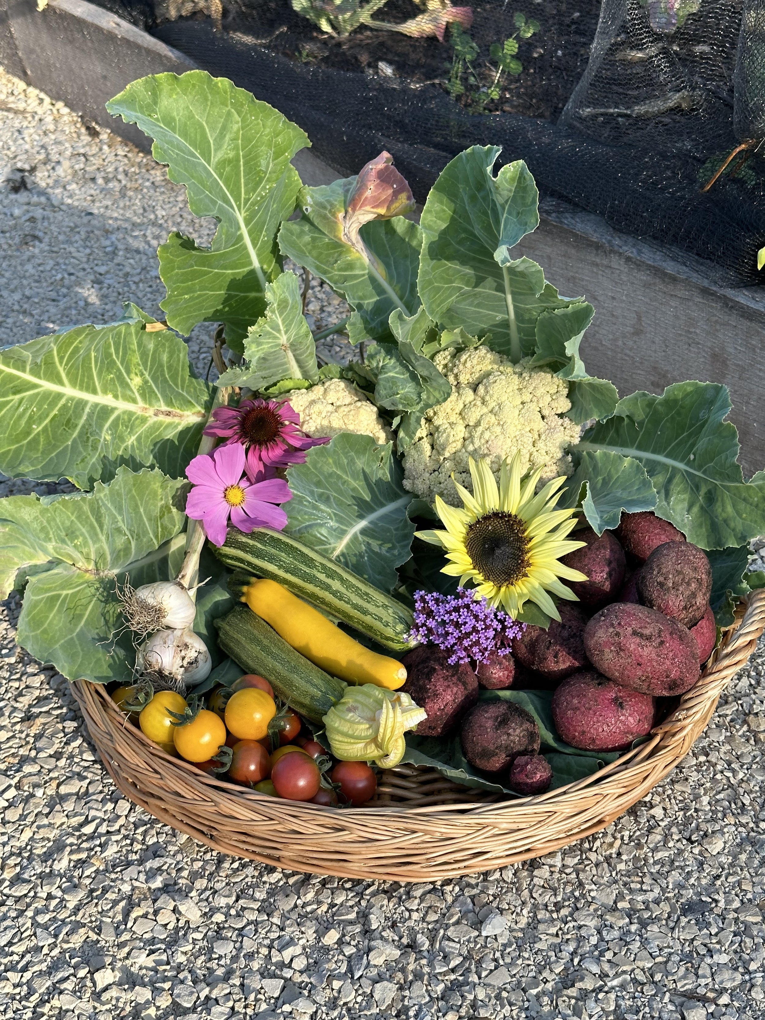Cauliflower.jpg