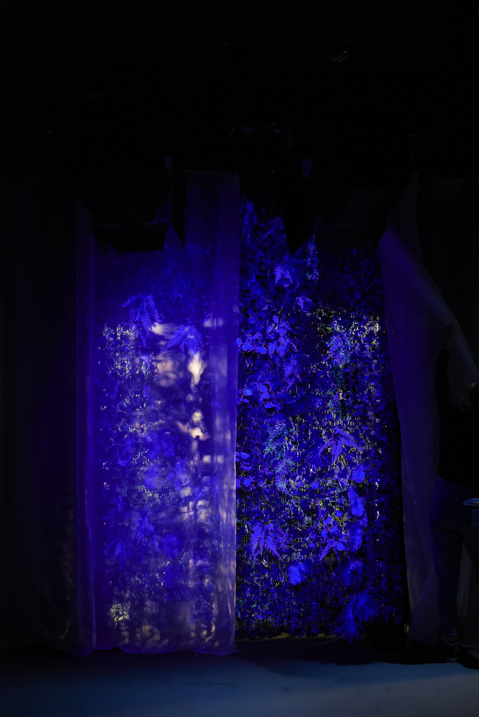 Bonsai Baby Lucy -5.jpg