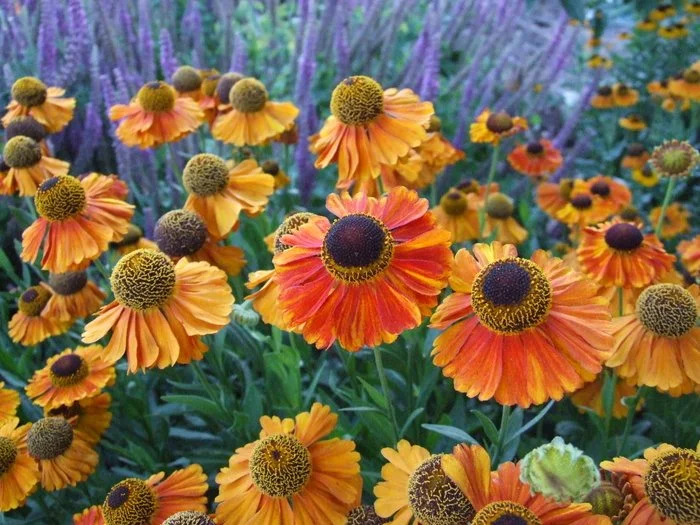 Helenium ‘Moerheim Beauty’ or ‘Ruby Tuesday’