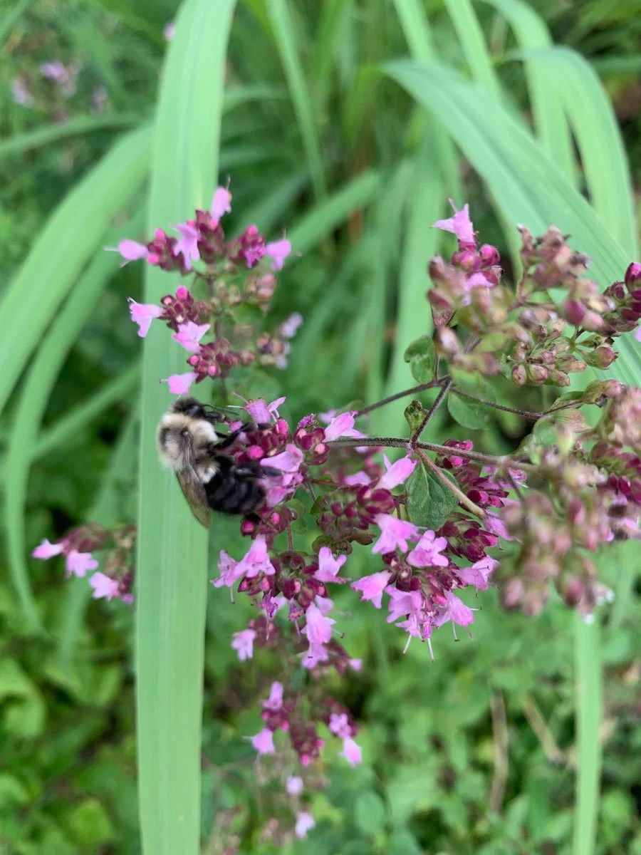 Origanum 'Erntedank' (ornamental oregano)