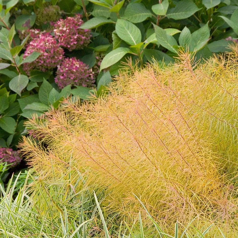  Amsonia hubrichtii 