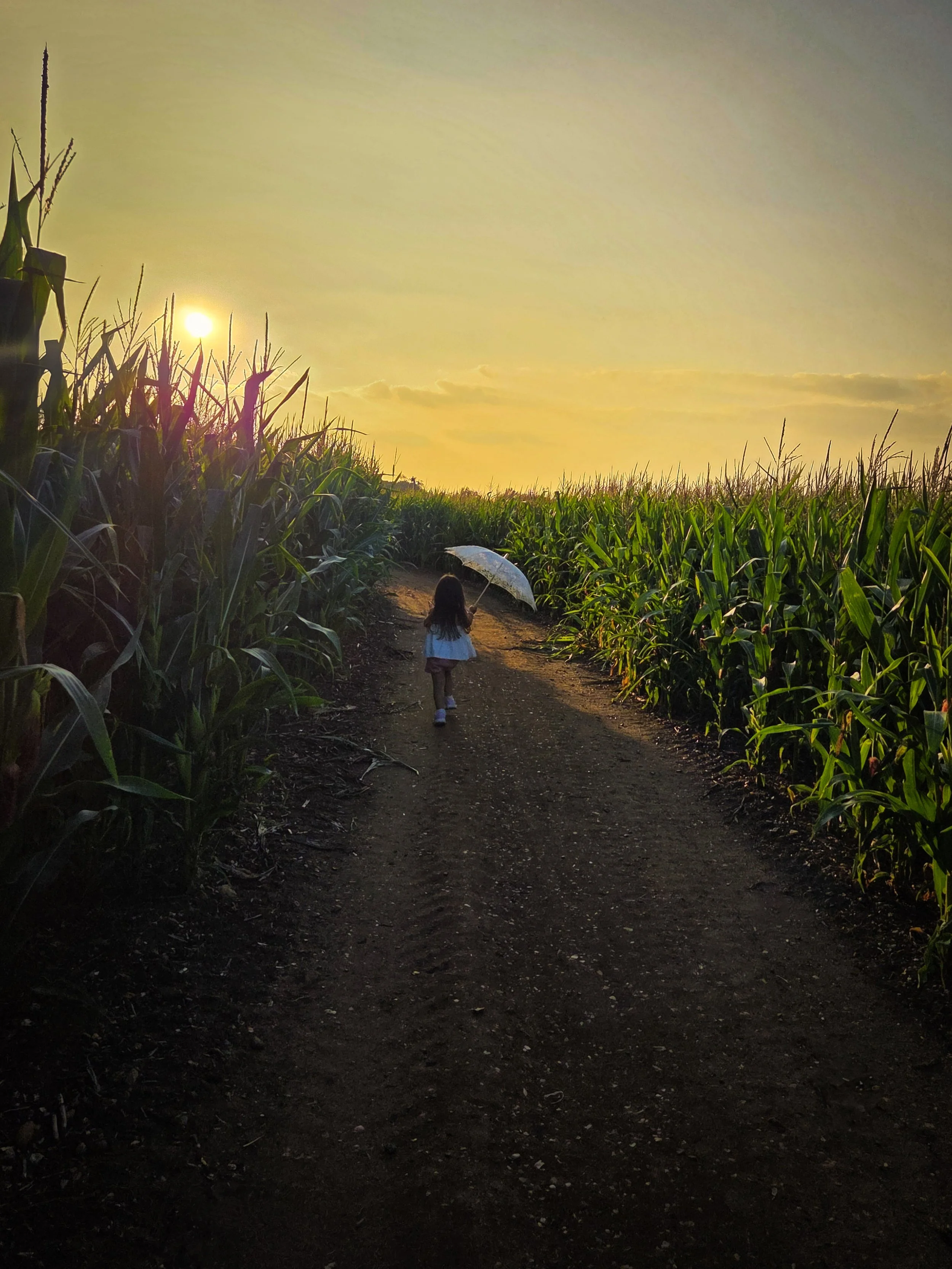 A young girl walking along a dirt path through a cornfield at sunset, holding a transparent umbrella.