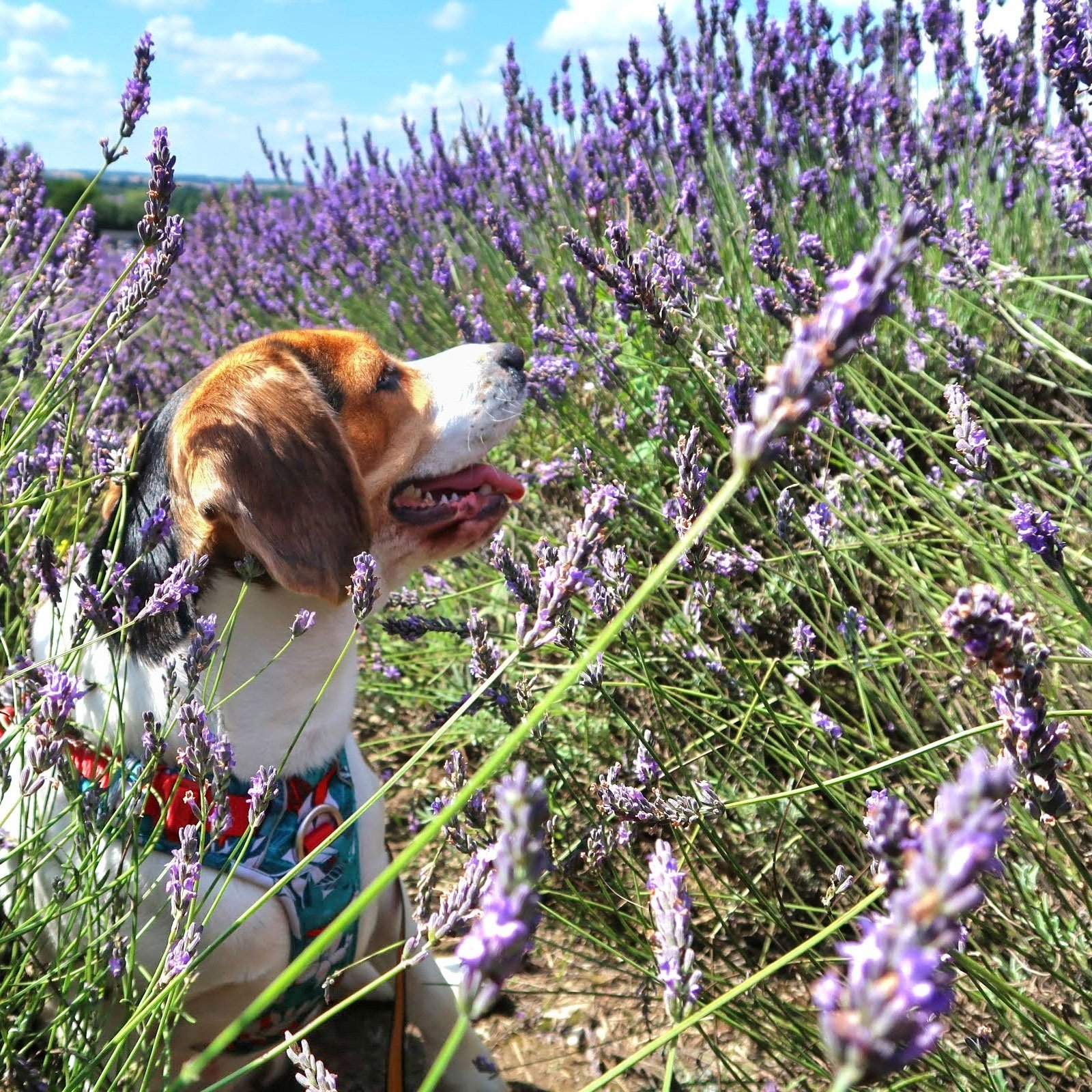 A beagle dog with its tongue out, wearing a colorful harness, stands among blooming lavender plants on a sunny day.