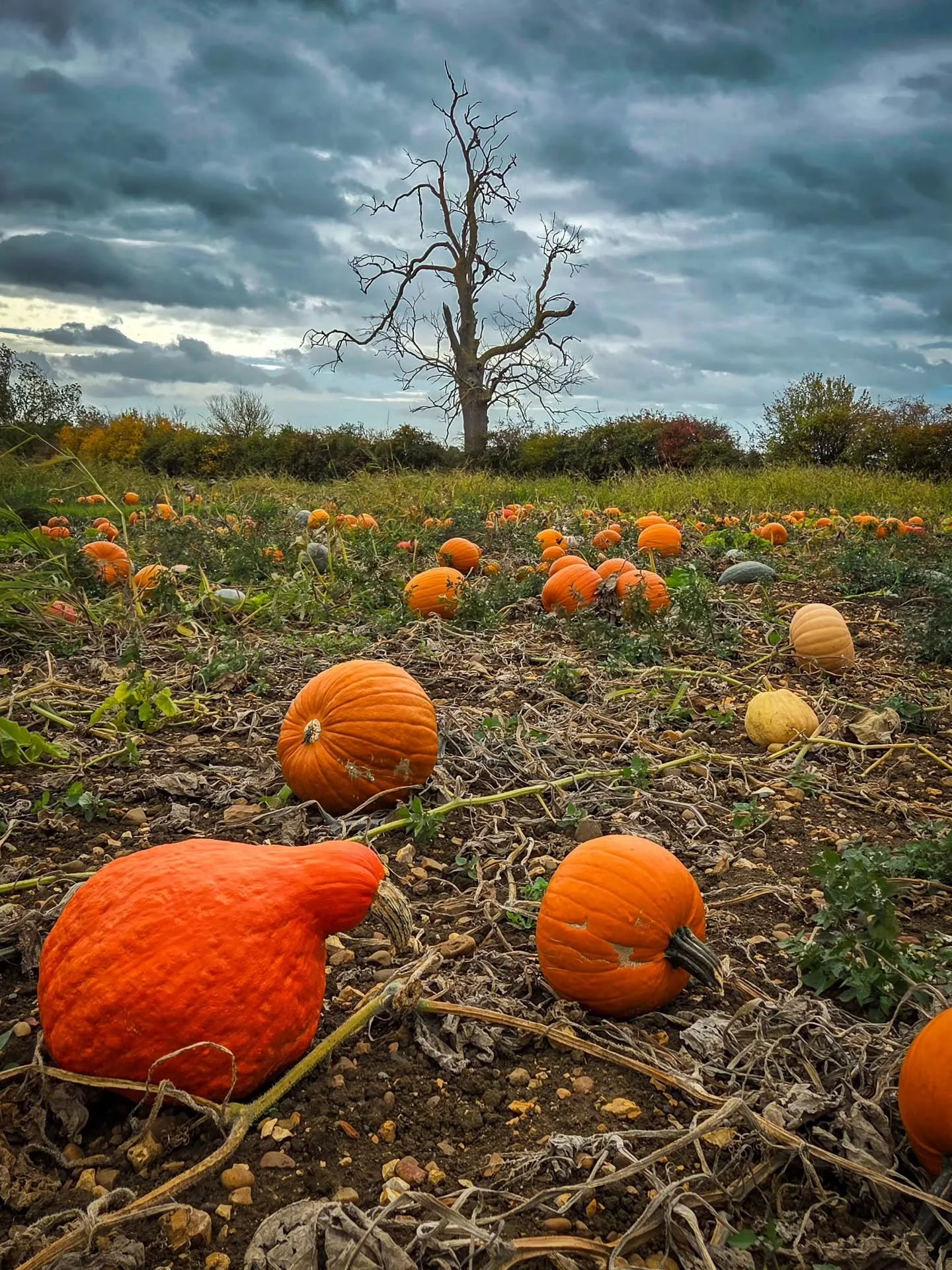 📸

📍The Patch, Milton Keynes 

Windy opening at The Patch 🎃 perfect spooky Autumn 🍂