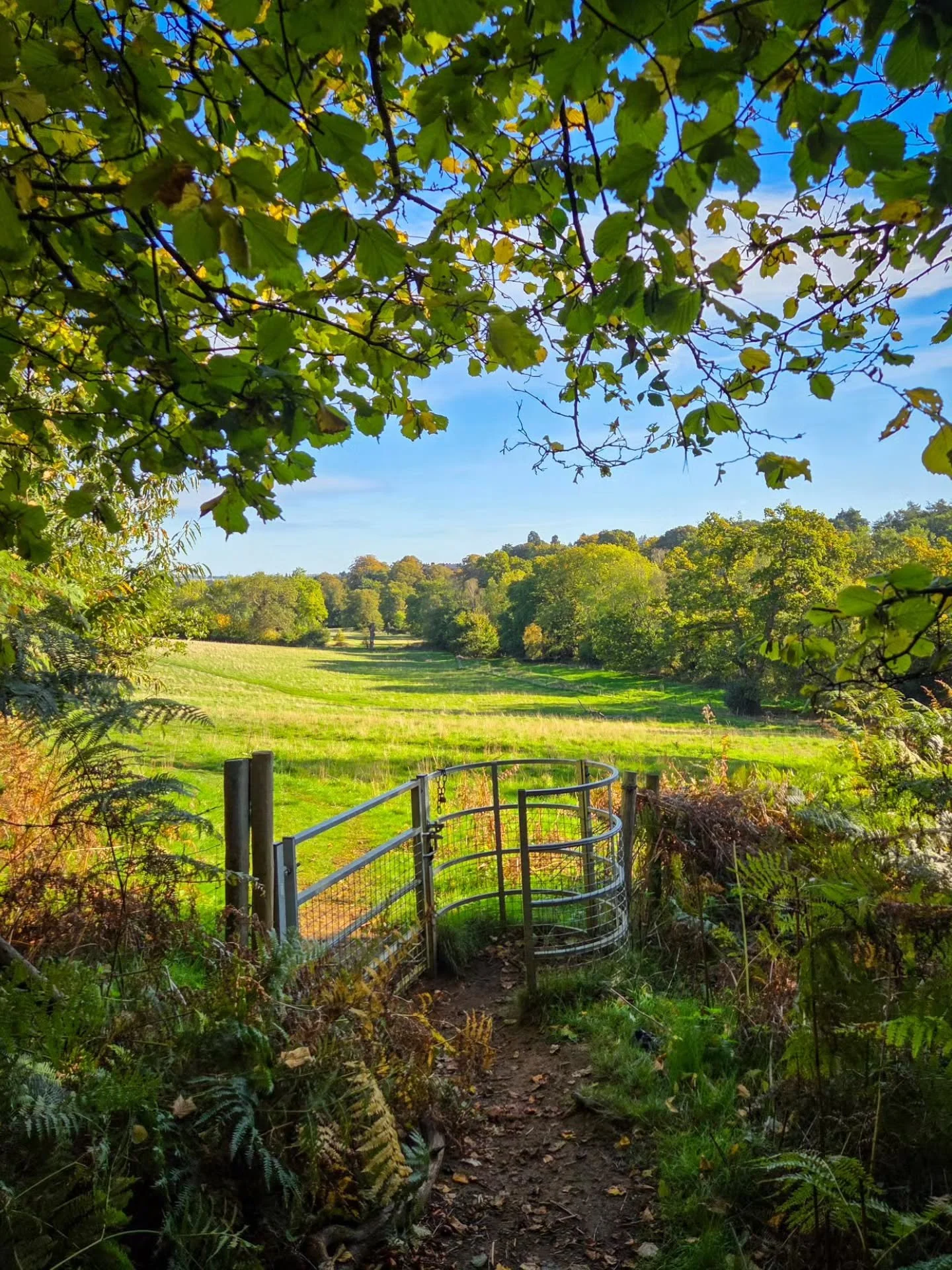 📸

📍Aspley Woods, Milton Keynes 

The green turning into gold &amp; red 🍂

www.victoria-angelov-photography.com