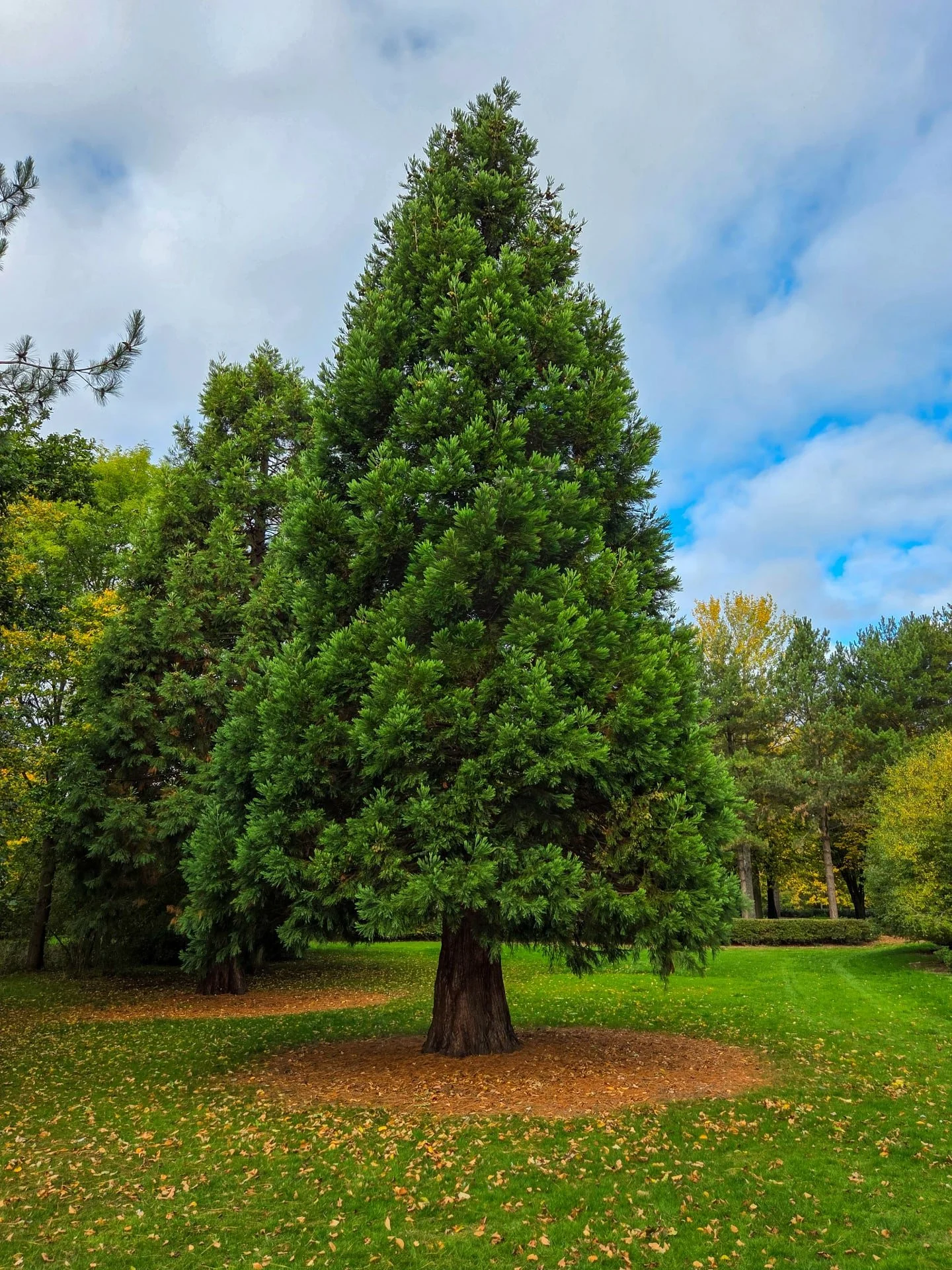 📸

📍The Cathedral of Trees, Milton Keynes 

Stunning tree in every season 🌲🍂

www.victoria-angelov-photography.com