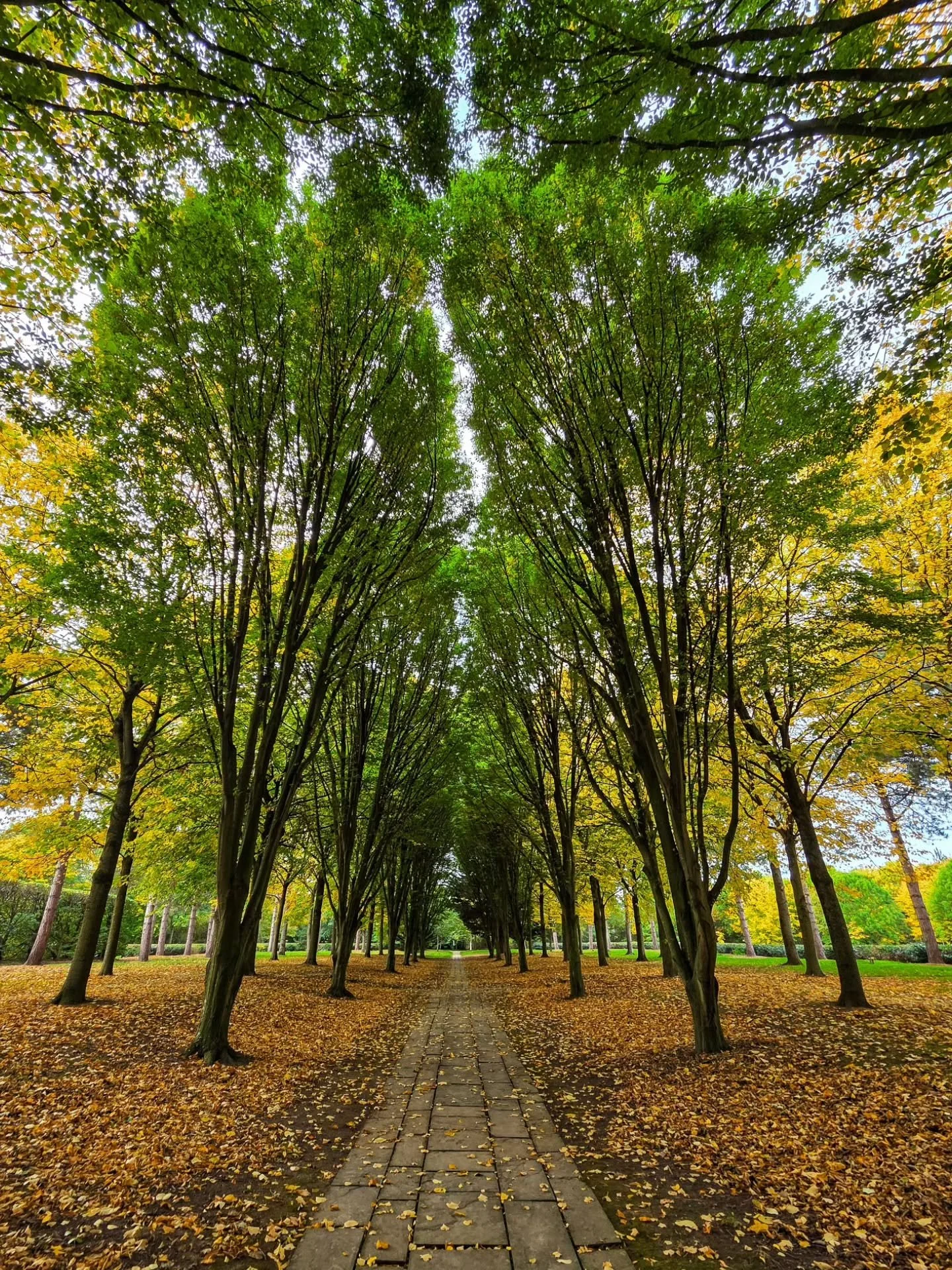 📸

📍The Cathedral of Trees, Milton Keynes 

Gold on the ground 🌲🍂

www.victoria-angelov-photography.com