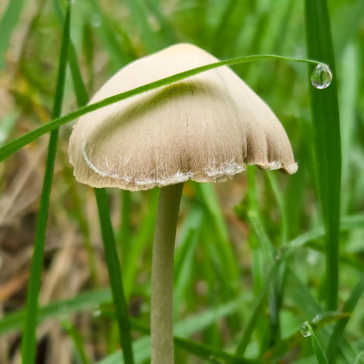 📸

📍Aspley Woods, Woburn Sands 

Little beauty in the dew 🍄&zwj;🟫

www.victoria-angelov-photography.com