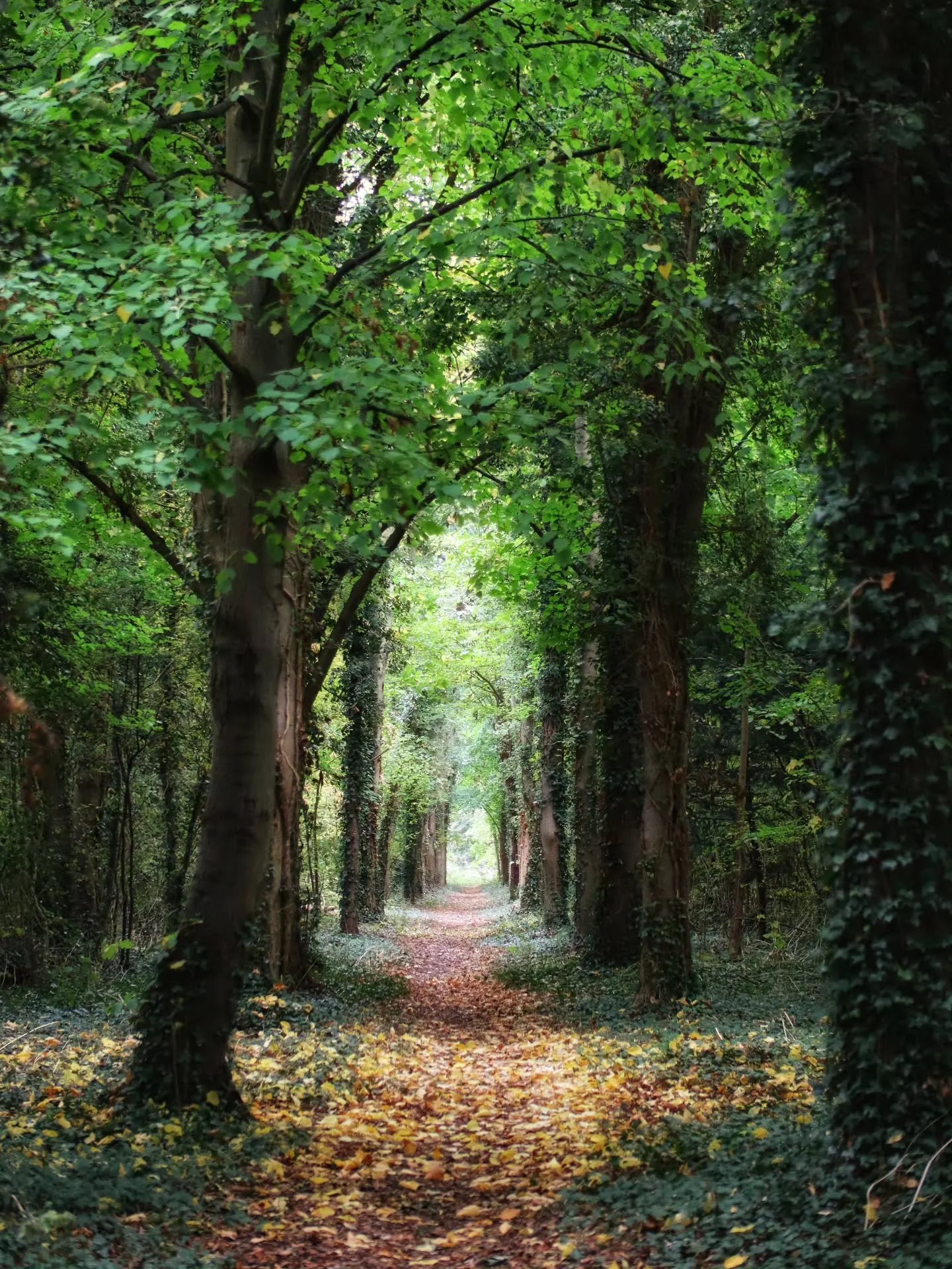 📸

📍Stonepit Fields, Milton Keynes 

Dark woods 🖤💚

www.victoria-angelov-photography.com