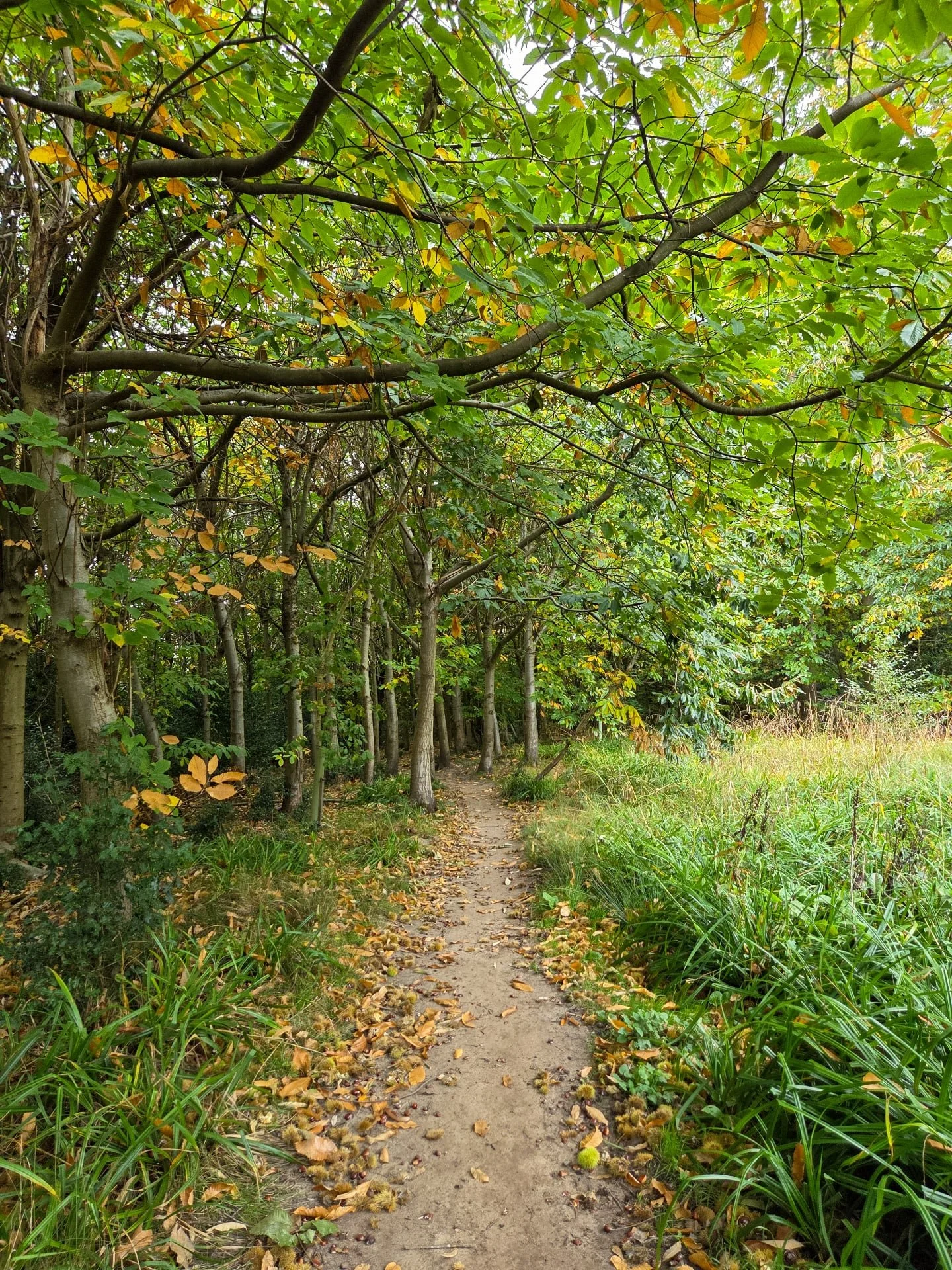 📸

📍Aspley Woods, Woburn Sands 

Autumn colours 🍂🌿