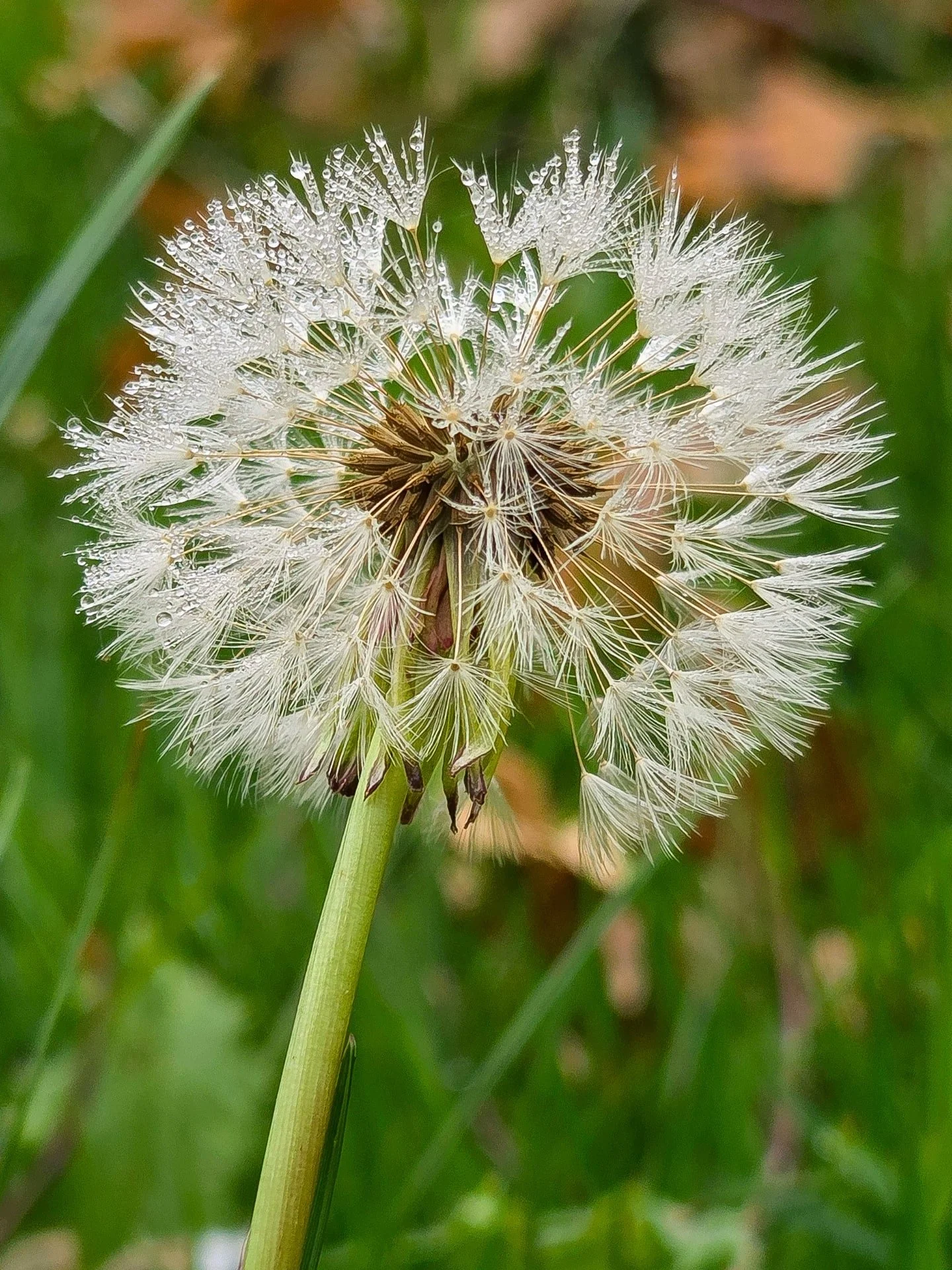 📸

📍Forest Nature Reserve, Milton Keynes 

Morning dew 💮