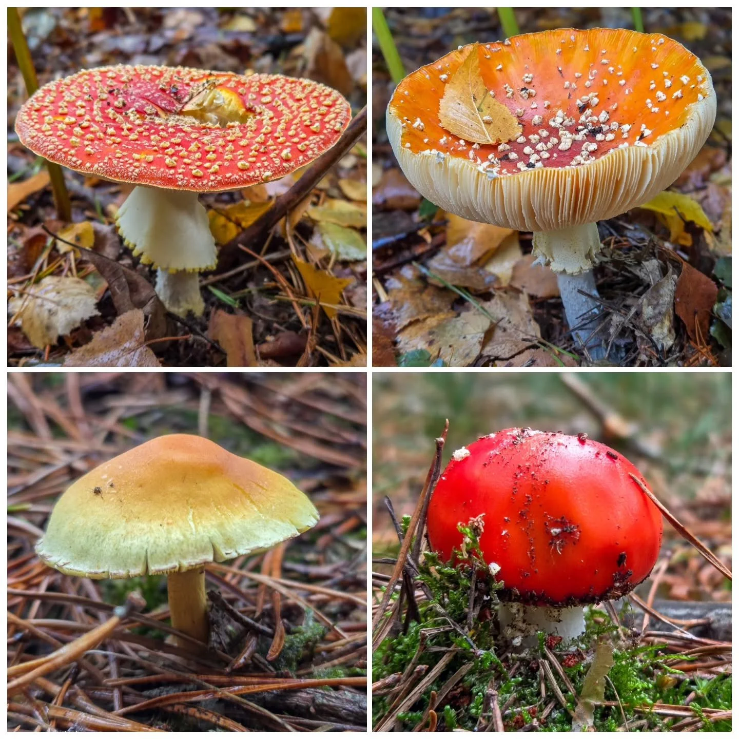 📸

📍Aspley Woods, Woburn Sands 

Autumn treasures 🍄🍄&zwj;🟫