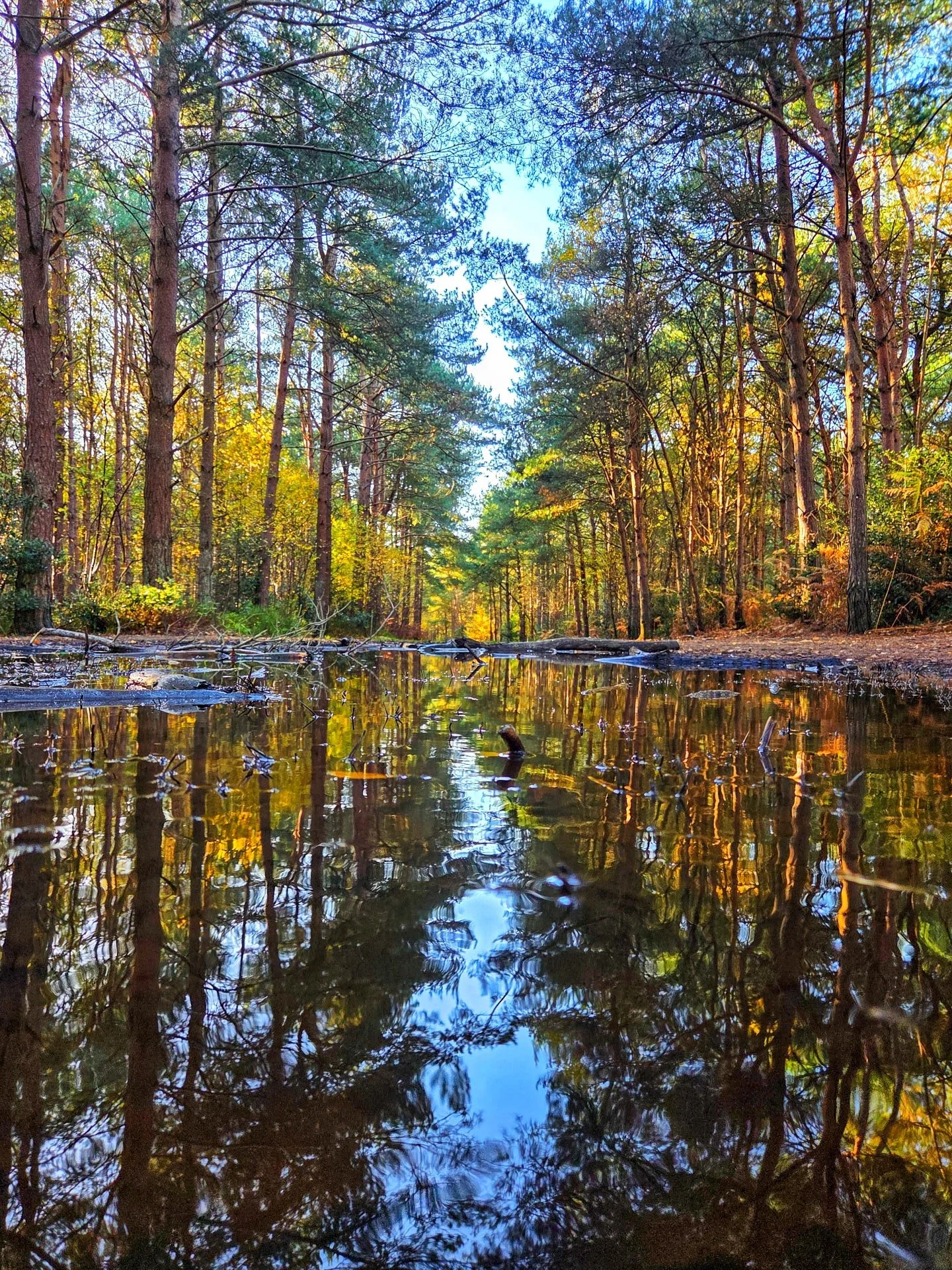 📸

📍Aspley Woods, Woburn Sands 

Puddles are a photographers best friend 🤝