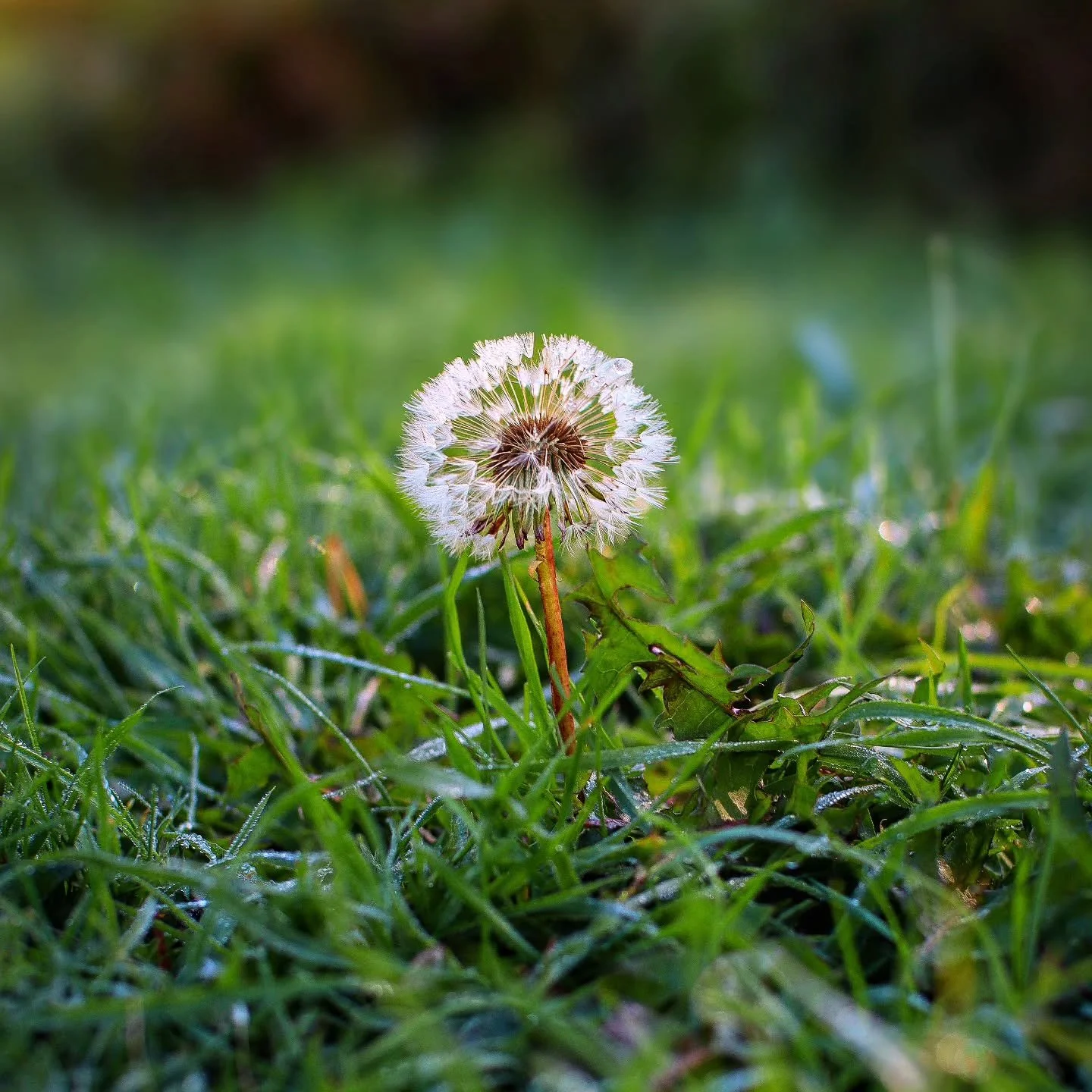 📸

📍Stanton Low Country Park, Milton Keynes 

Little beauty ✨️