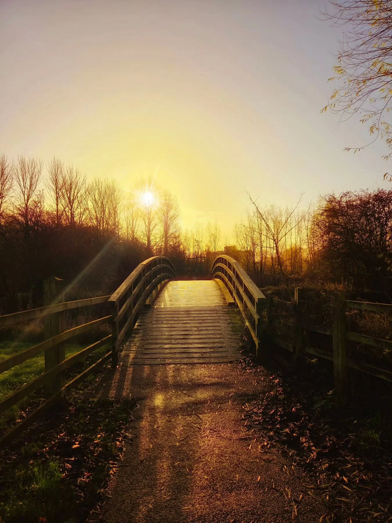 📸

📍Forest Nature Reserve, Milton Keynes 

Morning magic over quiet paths 🌅