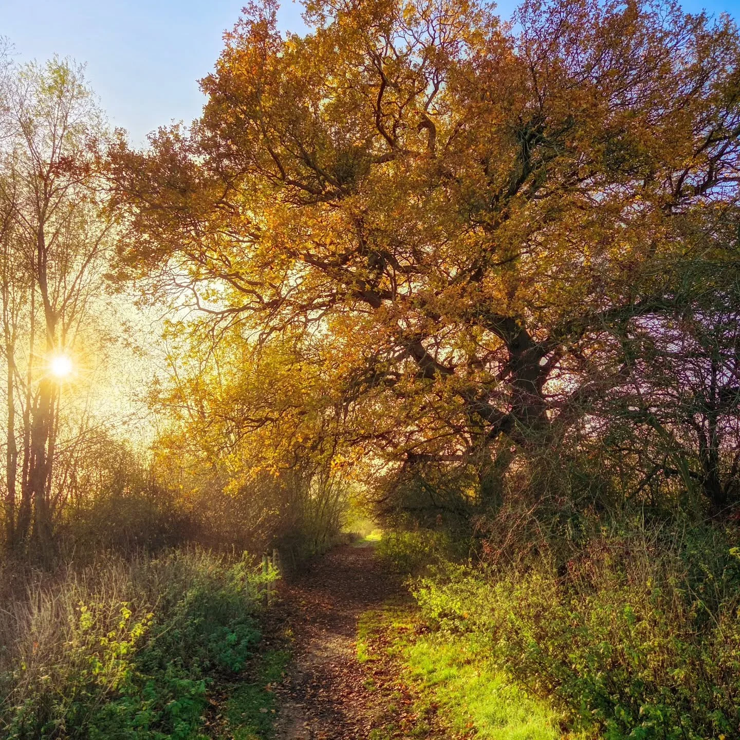 📸

📍Forest Nature Reserve, Milton Keynes 

Morning magic over quiet paths 🌅