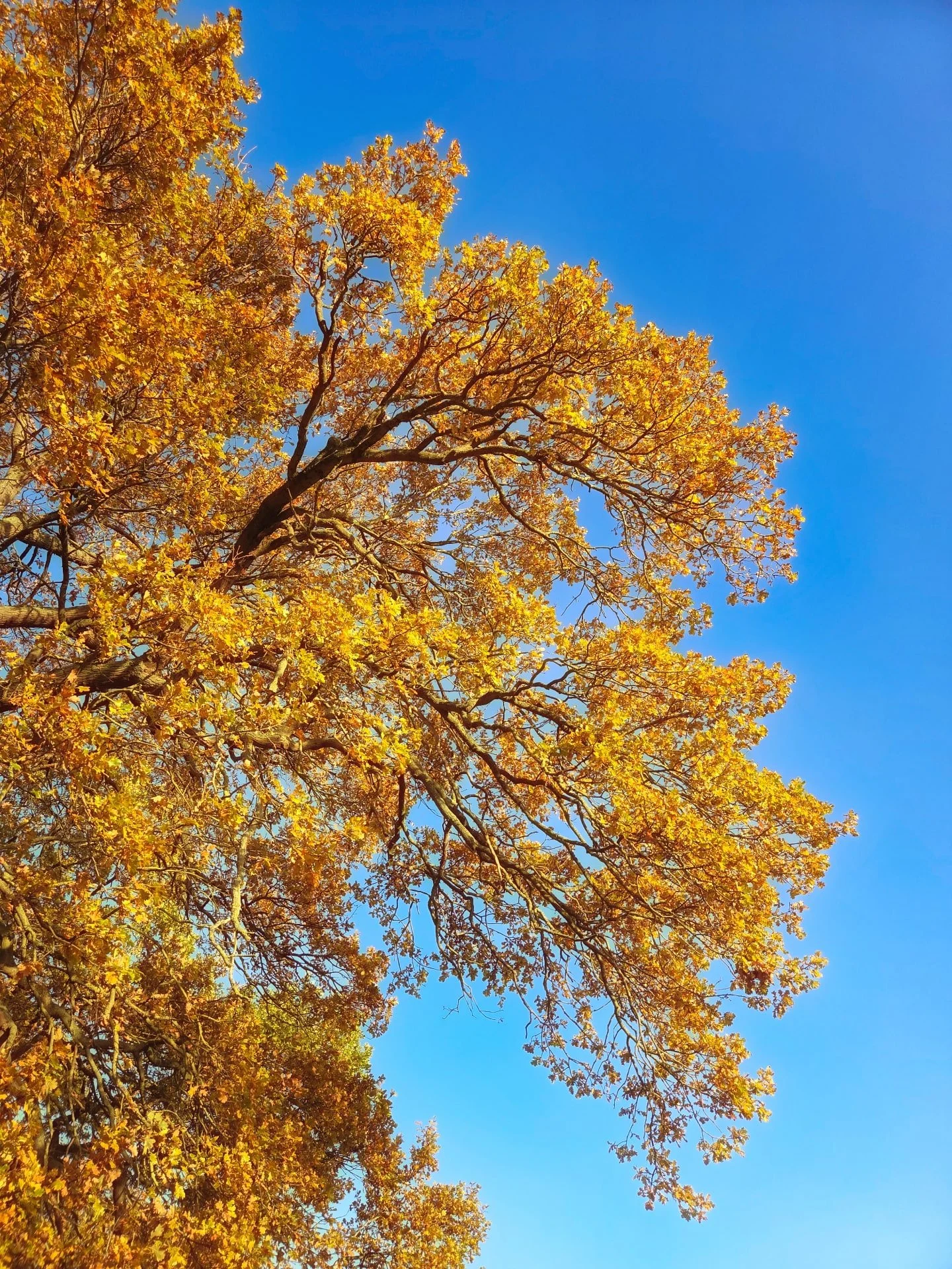 📸

📍Forest Nature Reserve, Milton Keynes 

Look up 🧡💙