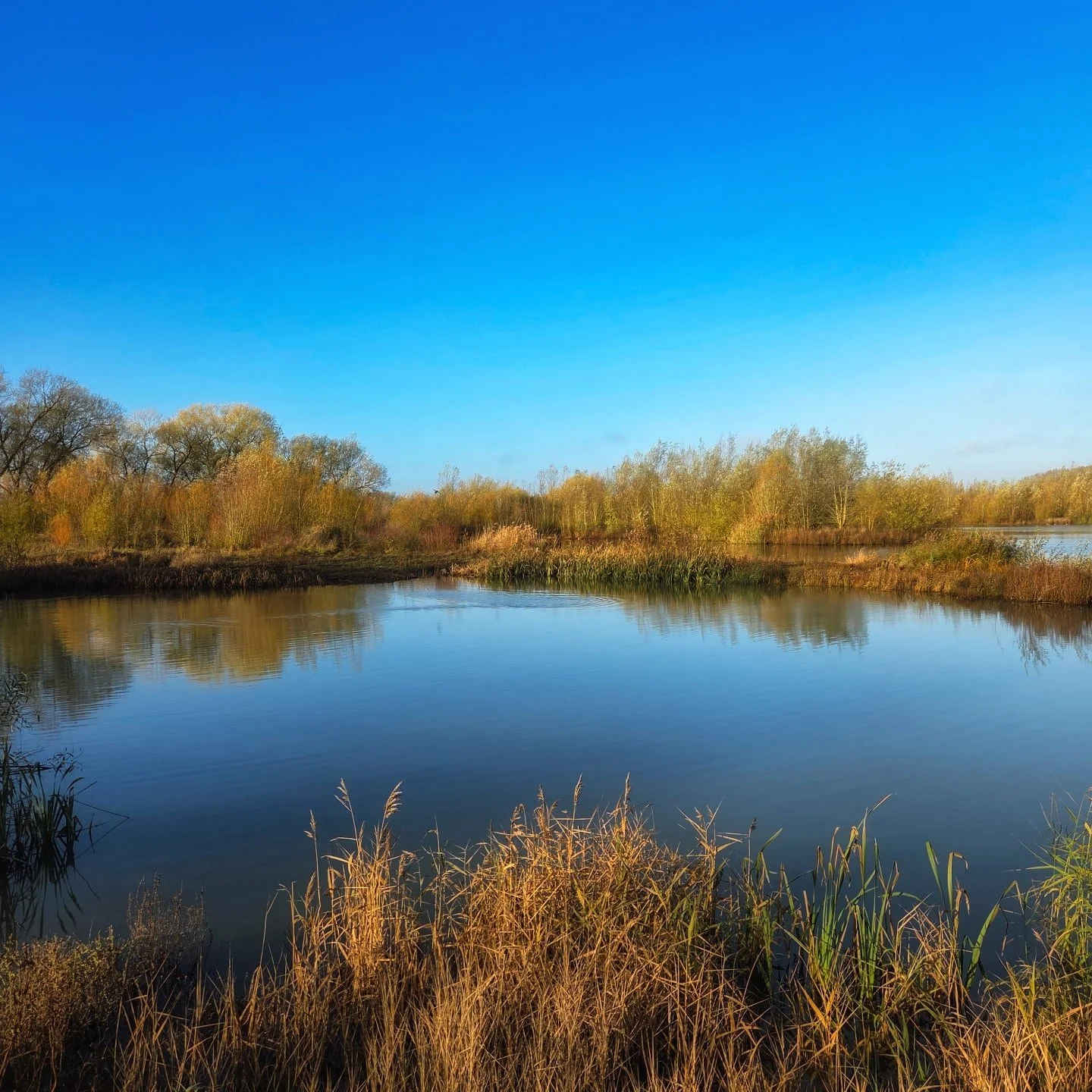 📸

📍Forest Nature Reserve, Milton Keynes 

Calm 💙