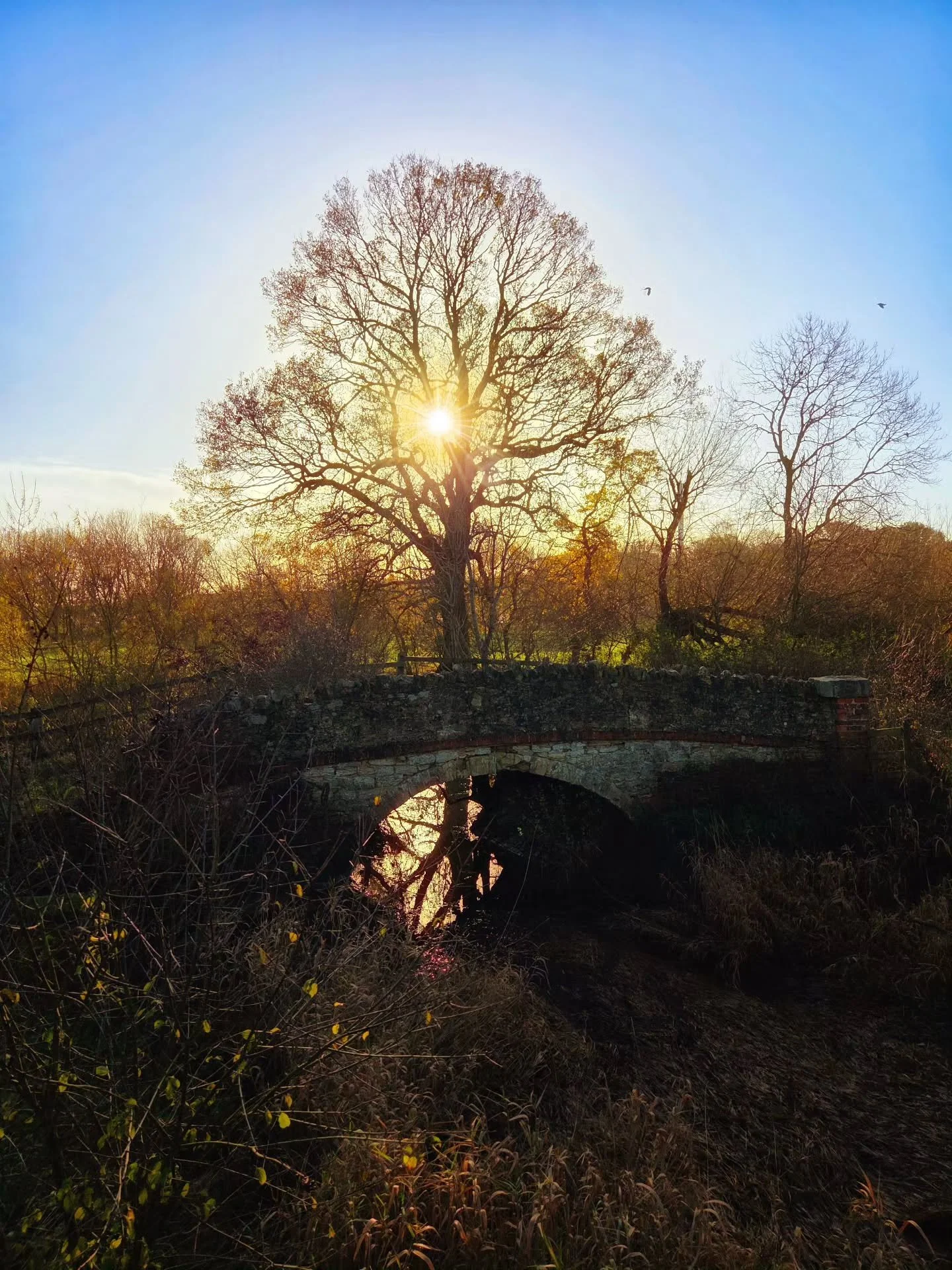 📸

📍Forest Nature Reserve, Wolverton 

Sunny mornings 🌄